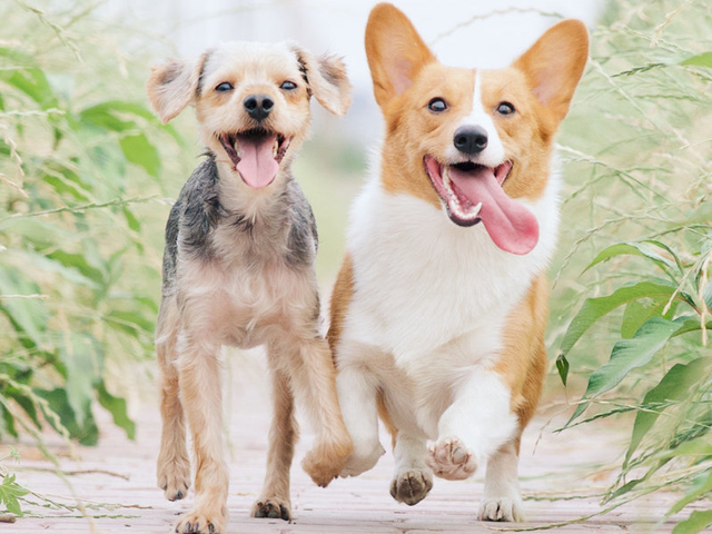Yappy Hour Spring Meet & Greet!