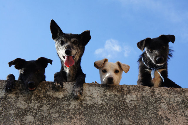 CW Dog Walk Group